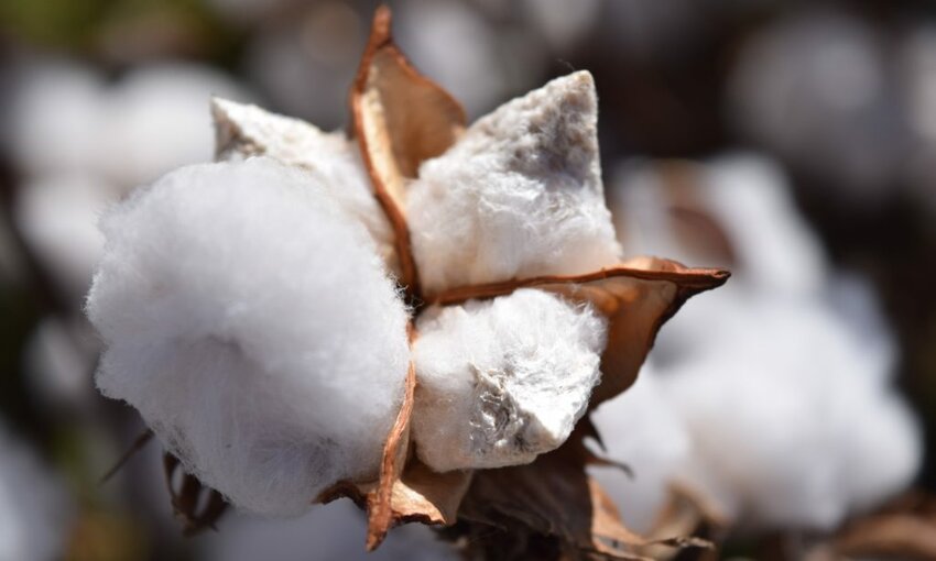Adidas Tops New Sustainable Cotton Ranking for 2020