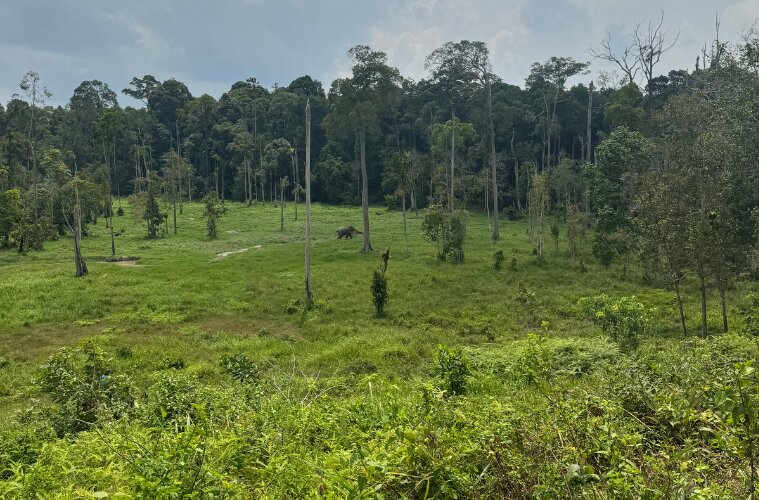 APP Forestry Indonesia
